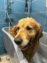 Les Copains de Romy (dogwash et Accessoires)