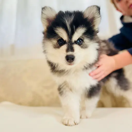 Pomsky du Loup-cervier, Elevage Familial de Mini Pomsky
