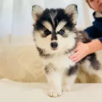 Pomsky du Loup-cervier, Elevage Familial de Mini Pomsky