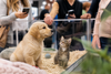 Salons du chiot et du chat : faut-il vraiment les interdire ?