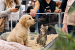 Salons du chiot et du chat : faut-il vraiment les interdire ?