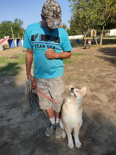 Amicale Canine du Coaching Canin Activity 66