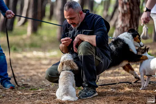 Méthodedog 66 Éducateur Canin À Domicile Dans Tout le 66