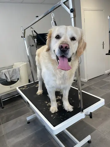 Dog D’opale