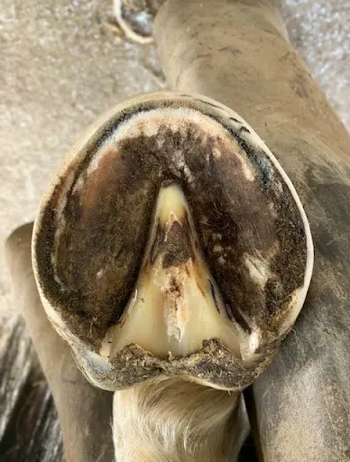 A Vos Pieds Maréchalerie