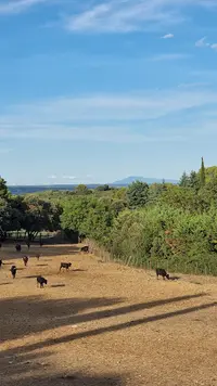 Manade de la Clastre