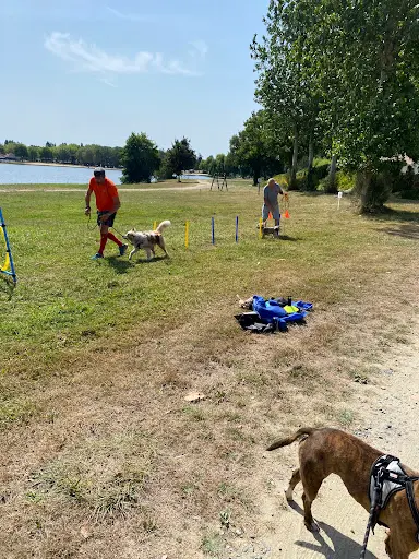 Dogs Educ Life