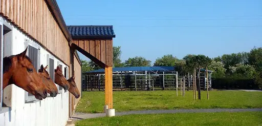 Haras du Maizeret