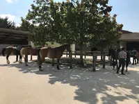 Maison du Cheval