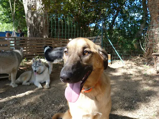 Centre Canin 2b - Club Canin Santa Lucia Di Moriani