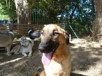 Centre Canin 2b - Club Canin Santa Lucia Di Moriani