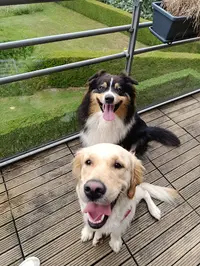 Lilyknine - Éducateur Comportementaliste Canin