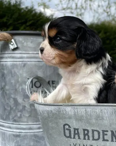 Animal Passion
