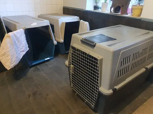 Pets Sab - Remplaçante d'Élevage