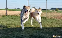 Elevage Canin Shiba et Akita Inu, Pomsky
