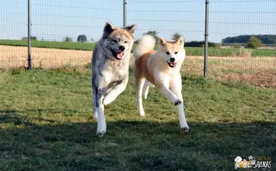 Elevage Canin Shiba et Akita Inu, Pomsky