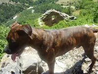 Les Canins de l'Ouest
