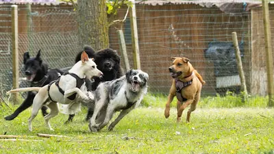 The Free Dog Club