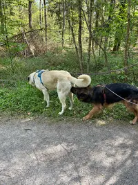 Yesse Home - Comportementaliste Canin & Éducatrice - Approche Respectueuse