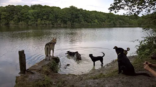 Réalité Chien