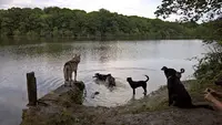 Réalité Chien