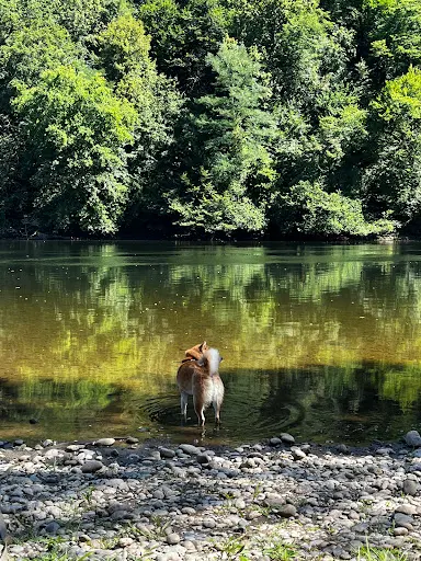 Cani Malin Sarlat