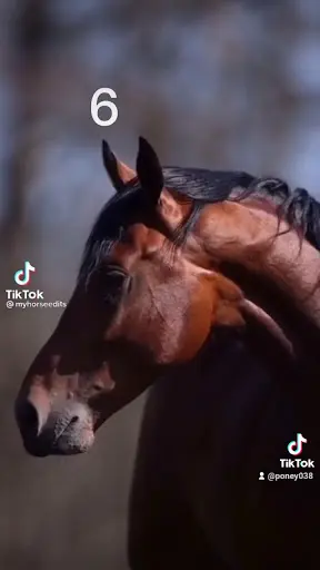Centre Equestre