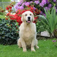 Golden Retriever des Floralies du Winckelhof