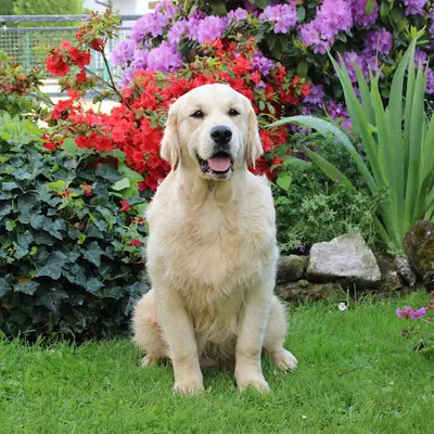 Golden Retriever des Floralies du Winckelhof