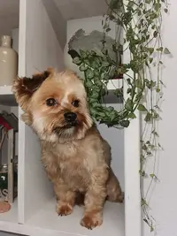 Toilettage Canin Fox Trott