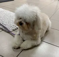 Toilettage Canin la Toutouniere