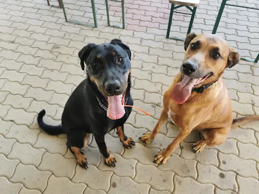 Club Canin de Sarreguemines