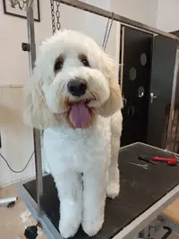 City Dog
