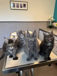 Les Maine Coon de l'Écume des Lunes