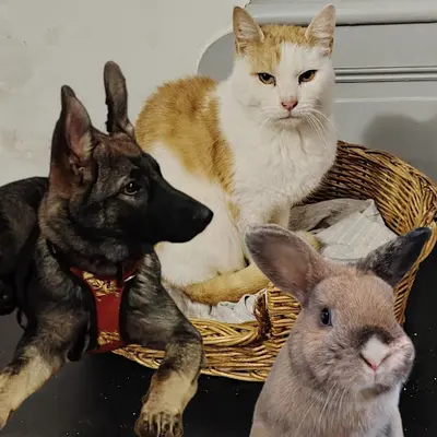 Tistou et les Patounes Vertes