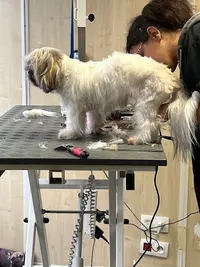 Doggy Coiff 