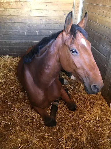Poney Club des Quatre Chemins