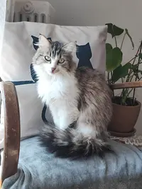 Satho Cats - Association de Protection Animale