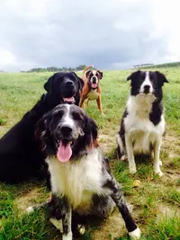 Association I Love My Dog