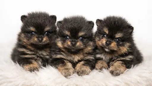 Calins Cânins