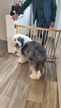 Bouille de Poil