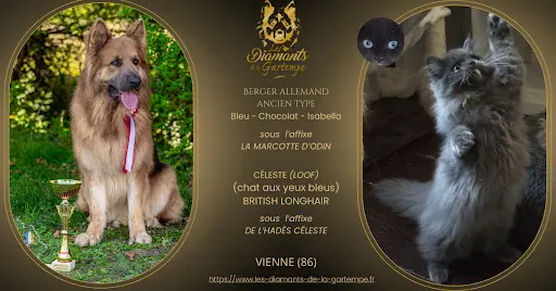 Les Diamants de la Gartempe - Elevage de Chiens de Berger Allemand Altdeutsche Schaferhund et de Chats British X Céleste