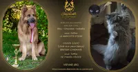Les Diamants de la Gartempe - Elevage de Chiens de Berger Allemand Altdeutsche Schaferhund et de Chats British X Céleste