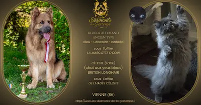 Les Diamants de la Gartempe - Elevage de Chiens de Berger Allemand Altdeutsche Schaferhund et de Chats British X Céleste