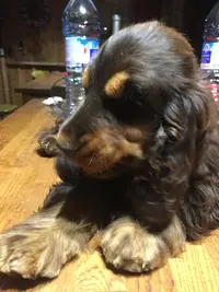 Cockers Spaniels Anglais des Etoiles Gold