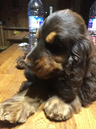 Cockers Spaniels Anglais des Etoiles Gold