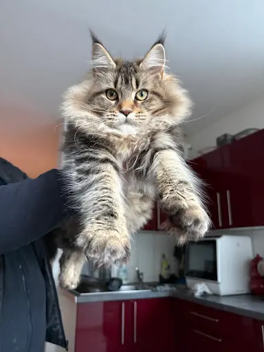 Chatterie des Descendants D’odin