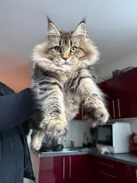 Chatterie des Descendants D’odin