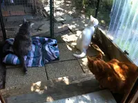 Association Aide aux Animaux en Détresse