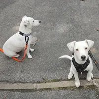 Happy Dogs 91
